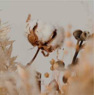 Organic Cotton